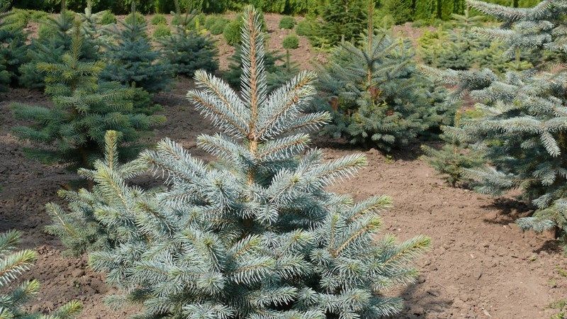 Спеціально до новорічних свят на Вінниччині вирощують ялинки