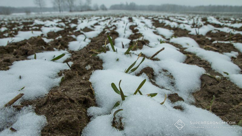 На завершення осінньої вегетації стан озимих краще минулорічного