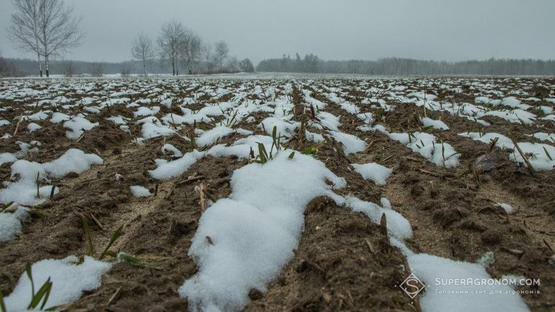 Стан озимих зернових оцінюється як найкращий за останні п'ять років