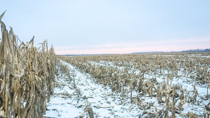 Аграрії Вінниччини обмолотили 100% врожаїв