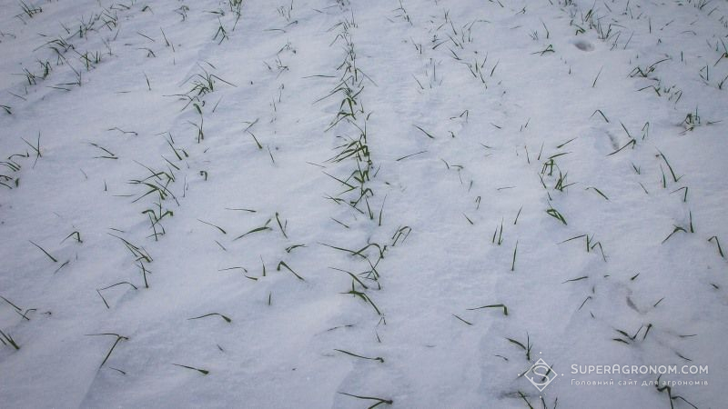 Озимі зернові перебувають в стані зимового спокою