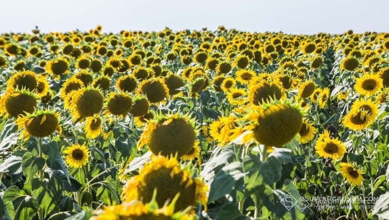 Уряд розглядає пропозицію скасувати 10% вивізне мито на соняшник