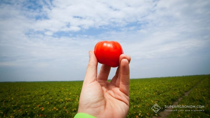 Бразильські вчені створили гострі томати