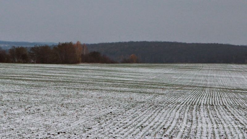 Хмельницькі аграрії наростили площі під озимими культурами