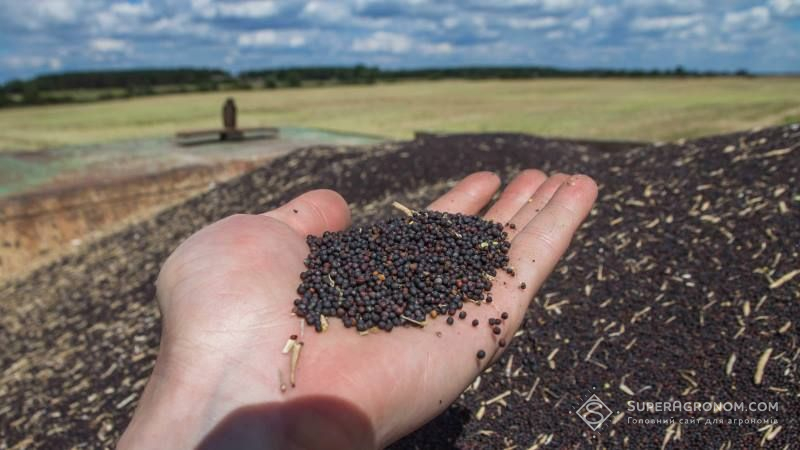 Через скорочення площ урожай ріпаку в ЄС може сягнути п’ятирічного мінімуму — прогноз