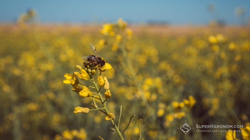 На Буковині шукають шляхи недопущення отруєння бджіл пестицидами