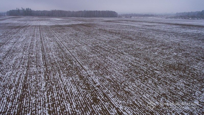 Озимі рекомендованих строків сівби перебувають в хорошому стані