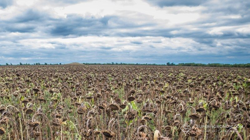 Пам'ятку археології на Вінниччині самовільно засівали соняшником