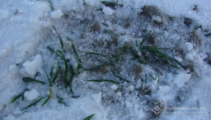 Харківських аграріїв попереджають про ризик утворення льодової кірки на полях озимини