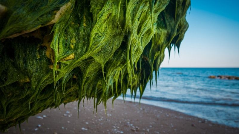 До 2025 року світовий ринок добрив на основі морських водоростей сягне 17,1 млн доларів