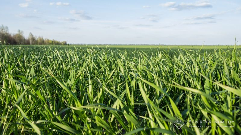 Фахівці оцінили весняний стан посівів озимих культур