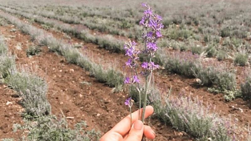 Неподалік Києва подружжя вирощує лаванду та органічні ягоди