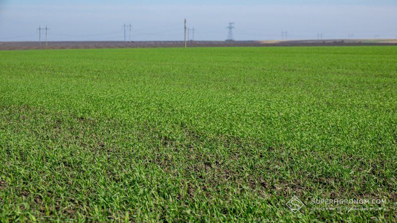 На Херсонщині суттєво покращився стан озимих культур