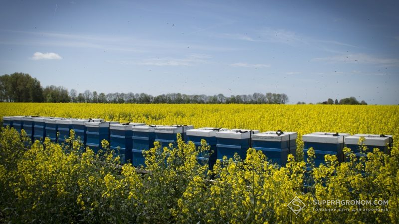 Бджолярі вимагали заборонити ввезення до України неонікотиноїдів