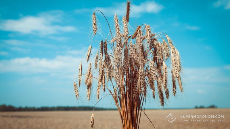 Огляд закупівельних цін на сільськогосподарську продукцію у період з 13 по 17 травня