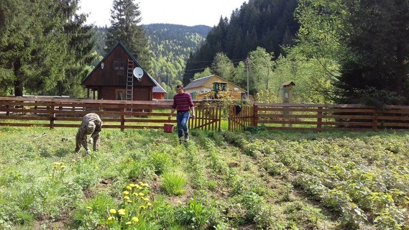 На Закарпатті розширюють плантації лікарських чаїв