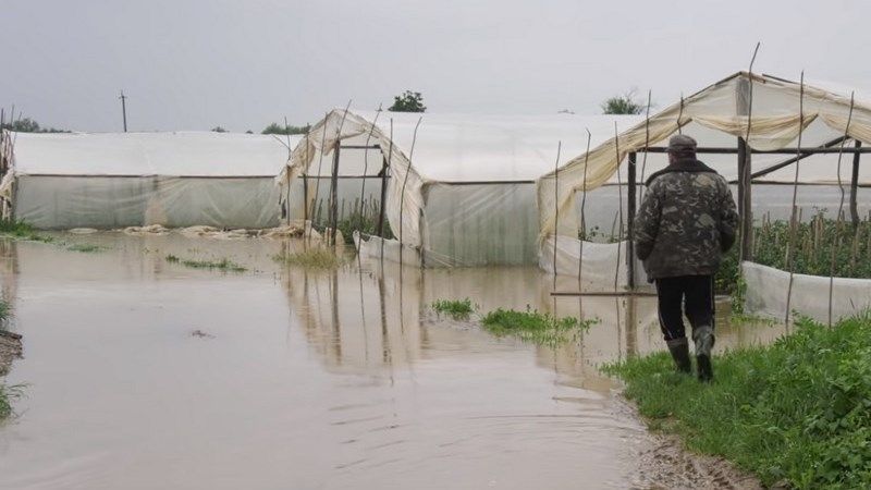 Через повінь господарства на Закарпатті втратили врожаї тепличних овочів та ягід