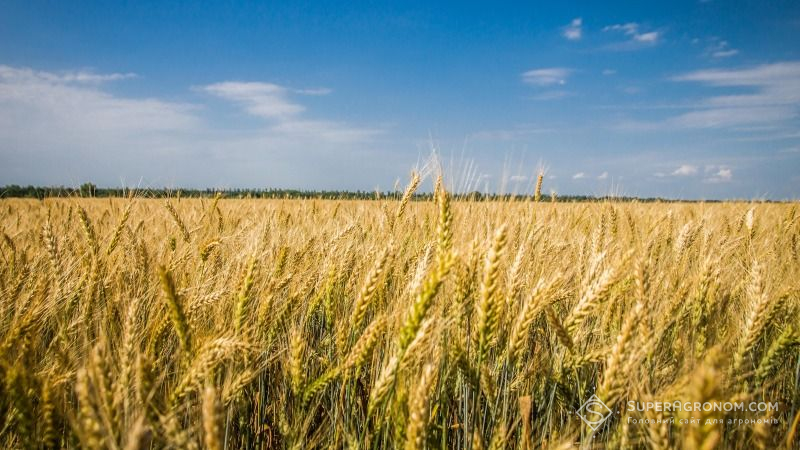 Вінниччина в лідерах серед регіонів за обсягами виробництва сільгосппродукції