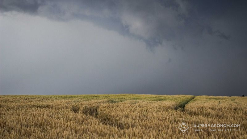 Через негоду херсонські аграрії ризикують втратити зернові