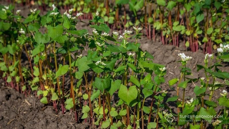 В Україні спостерігається скорочення площ під гречкою