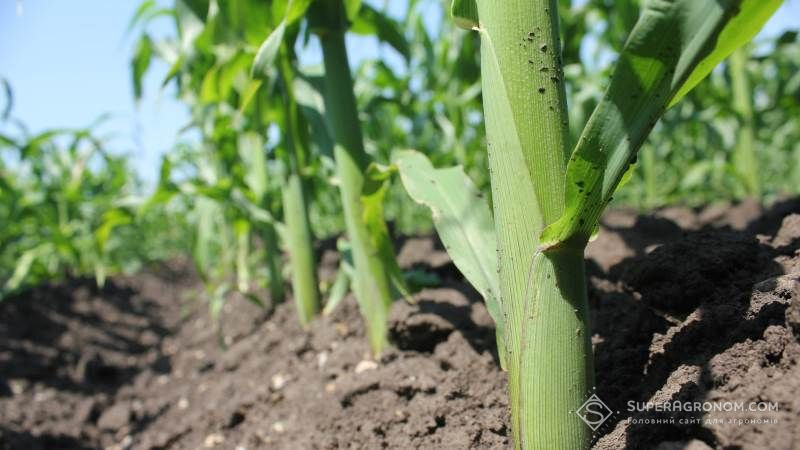 На Чернігівщині встановлено історичний рекорд з сівби кукурудзи