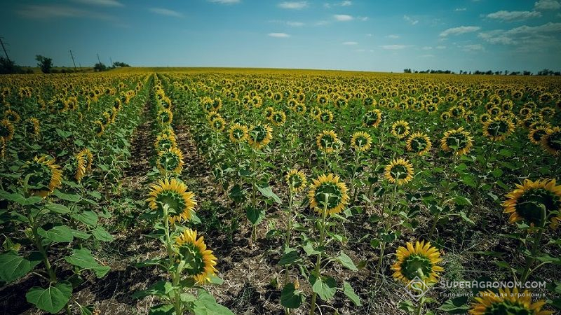 Погодні умови сприяють гарному врожаю соняшнику