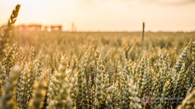 Спекотна погода призвели до погіршення вегетації пізніх культур — Укргідрометеоцентр