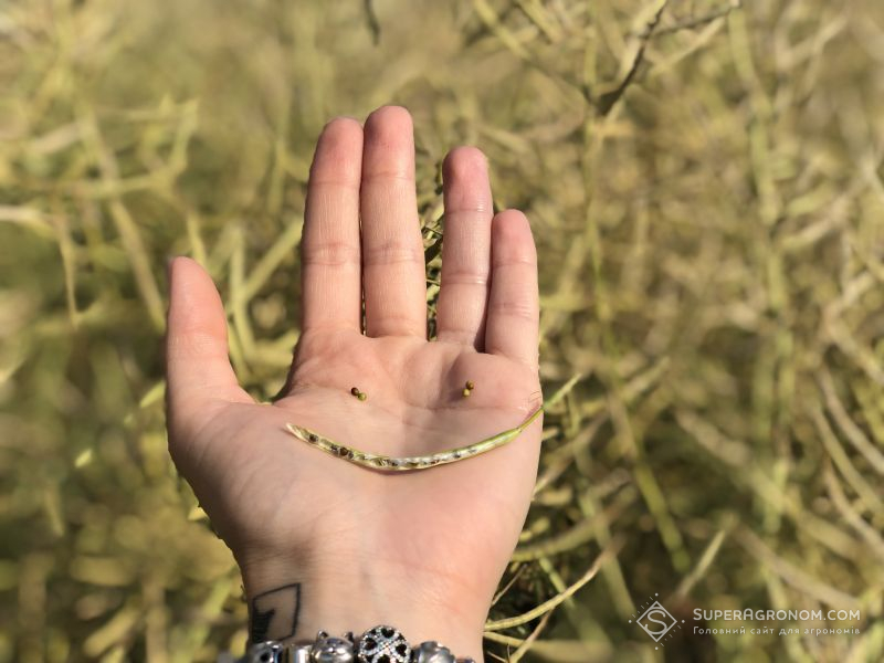 У 2019 урожай ріпаку в ЄС може стати мінімальним за останні 10 років