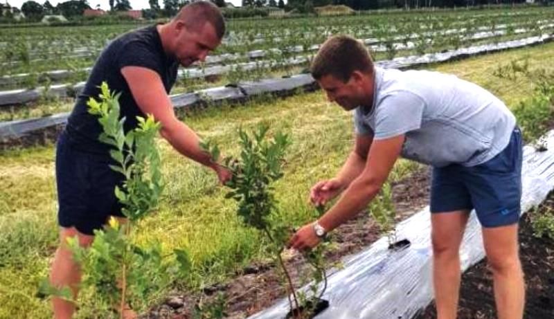 На Волині збільшують площі під лохиною