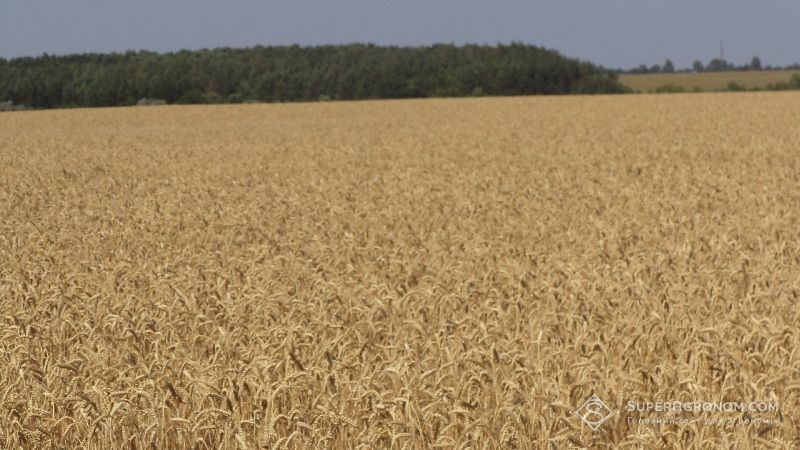 Зібрано майже третину площ під ранніми культурами