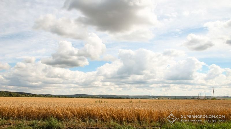 Погода заблокувала жнива на півночі Сумщини