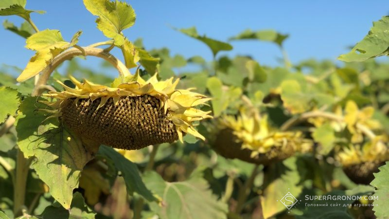 На Черкащині цьогоріч прогнозують рекордні врожаї соняшнику