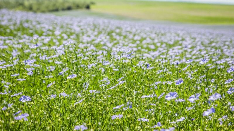 Площі посіву льону в Україні сягнули нового антирекорду