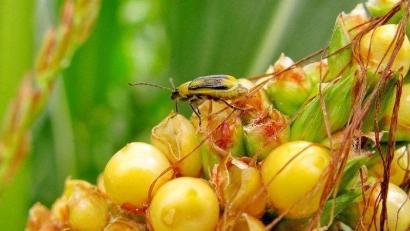 Через карантинного шкідника кукурудзи на Хмельниччині запроваджено карантин