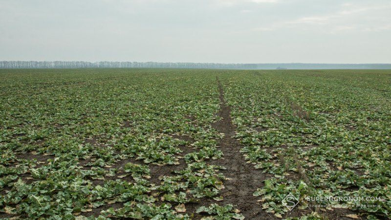 Поля ріпаку на Рівненщині заселяють гризуни