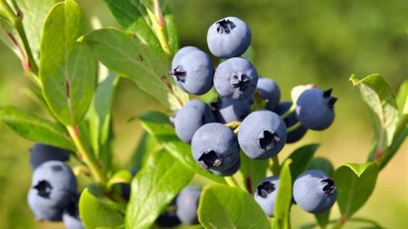 В органічному розсаднику на Київщині вирощують саджанці лохини