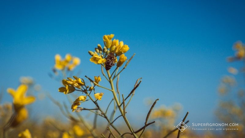 Аграріїв зобов’яжуть інформувати бджолярів про обробки полів через SMS