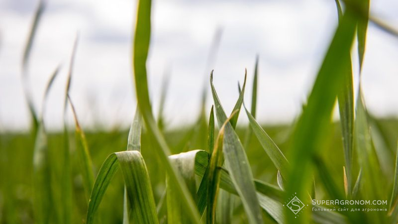 Аномальне потепління позначилось на вегетації озимих в Україні