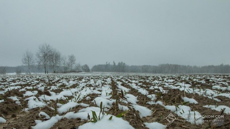 Озимі зернові на полях перебувають в доброму та задовільному стані