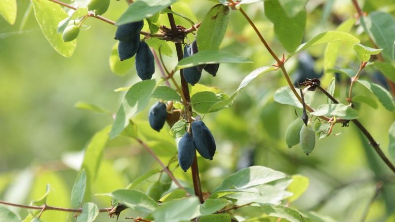 Якісне запилення є запорукою високого врожаю жимолості