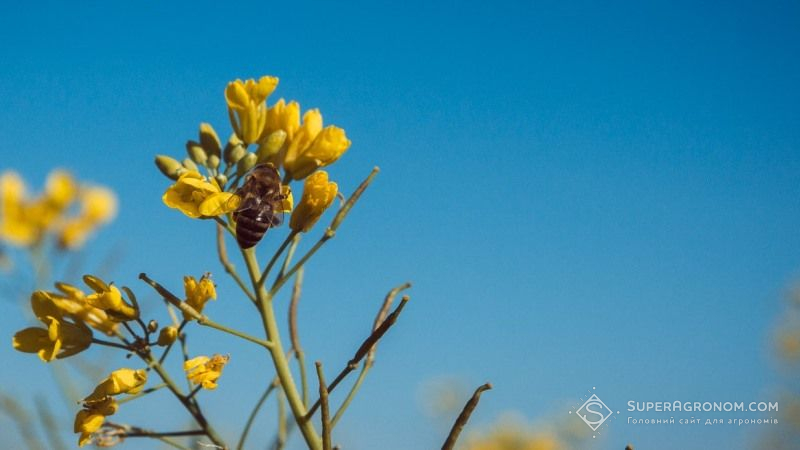 На Запоріжжі боротимуться з отруєнням бджіл пестицидами