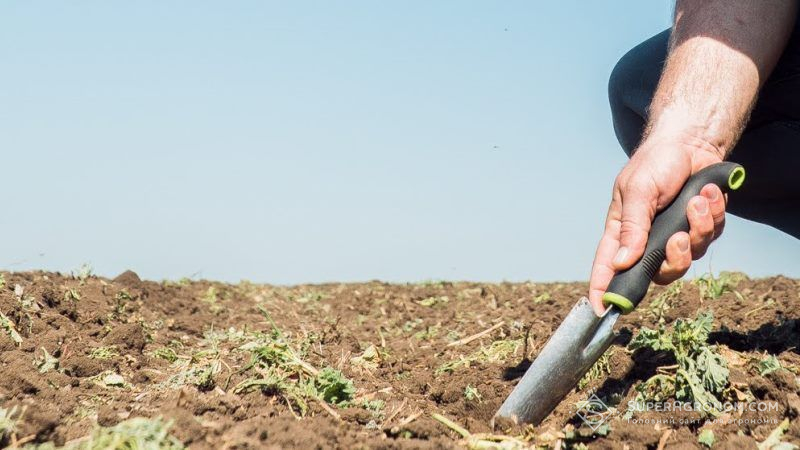 На полях Черкащини зафіксовано катастрофічний дефіцит вологи