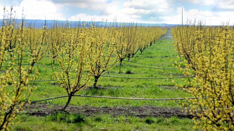 На Запоріжжі зацвів найбільший у світі кизиловий сад