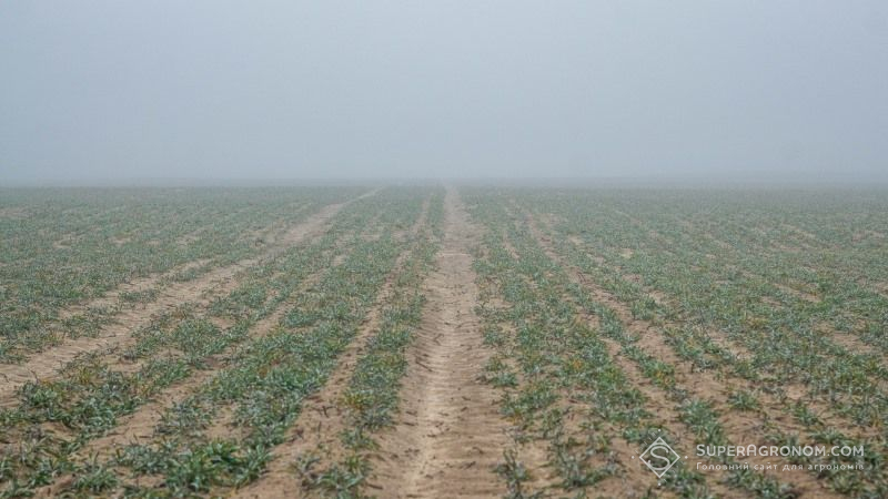 На полях зафіксовано випадки повної загибелі посівів пшениці