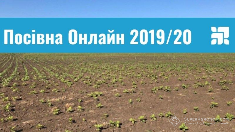 Визначено області з рекордними площами сівби соняшнику