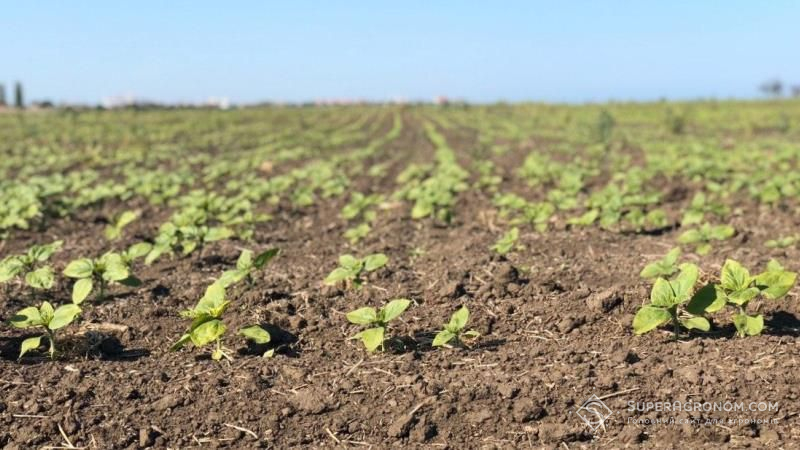 На Чернігівщині відзвітували про завершення сівби ярих культур