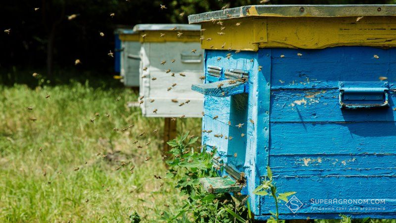 У Парламенті зареєстрували законопроект про кримінальну відповідальність за отруєння бджіл