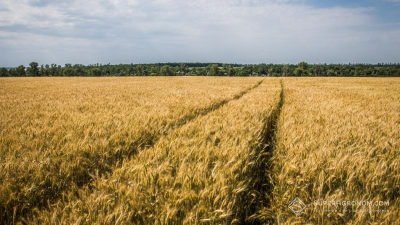 Запаси продуктивної вологи на полях різних регіонів оцінюються як нерівномірні — НААН