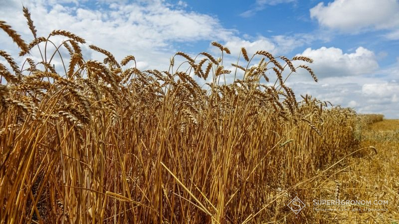 Погодні умови вплинули на затримку жнив ранніх культур на Хмельниччині