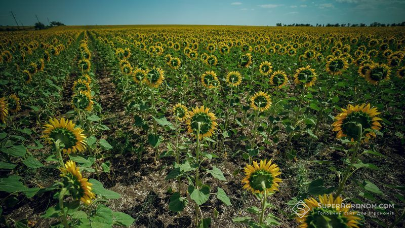 Посуха в окремих регіонах може негативно вплинути на розвиток посівів кукурудзи та соняшнику